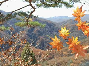 洋桔梗花的花语和传说